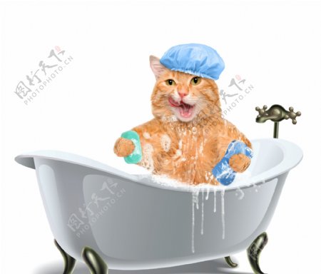 洗澡的小猫图片