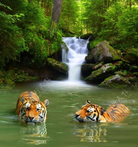 水里游泳的老虎图片