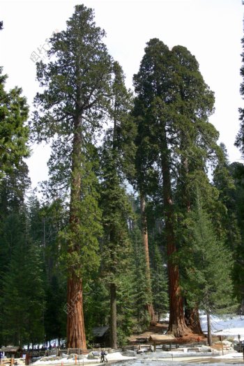 高大的松树图片