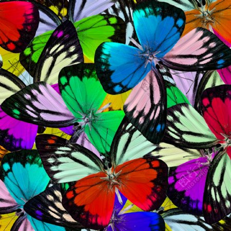 一堆五颜六色的蝴蝶图片