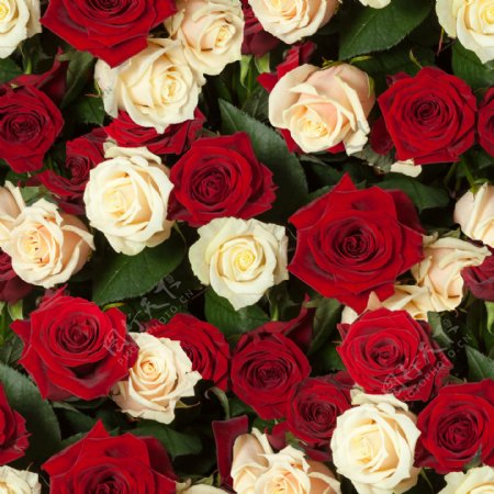 盛开的美丽玫瑰花图片