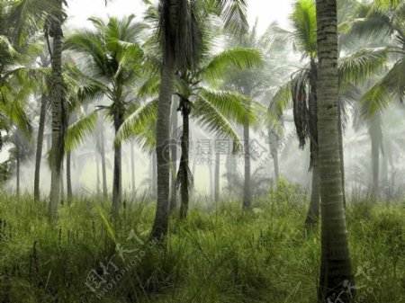 绿色椰子特雷斯薄雾天气