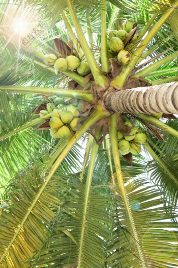 椰子树摄影图片