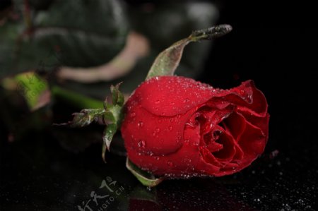 带水珠的红色玫瑰花图片