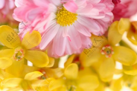 盛开的黄色花朵与粉色花朵图片