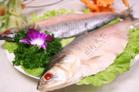 长江鲥鱼摄影图片