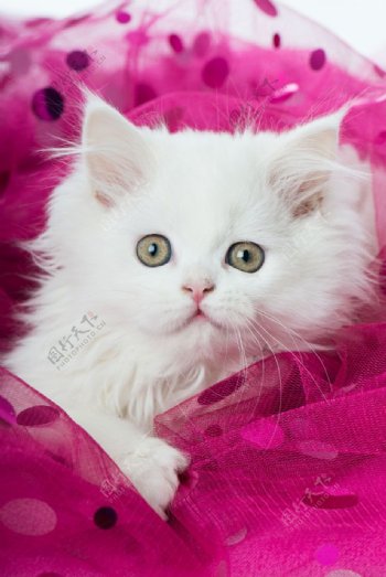 纱巾里的白色小猫图片