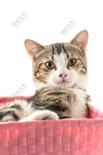 礼物盒的小猫图片