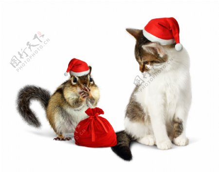 两只圣诞节小猫图片