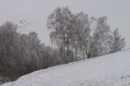 冬天树林雪景摄影图片