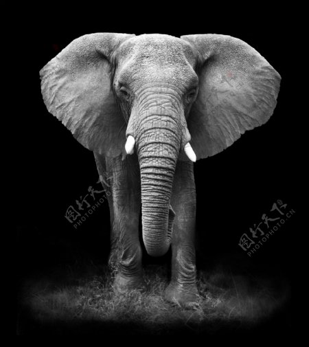 大象黑白照片图片
