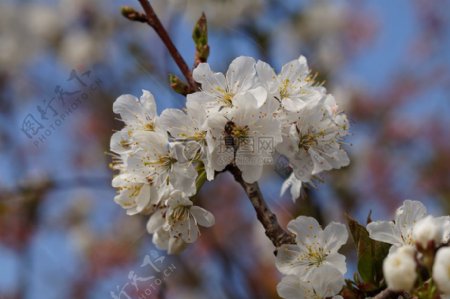 苹果花