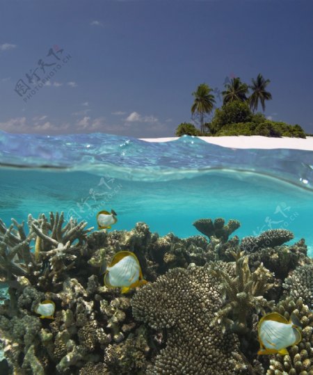 美丽海底世界珊瑚图片图片