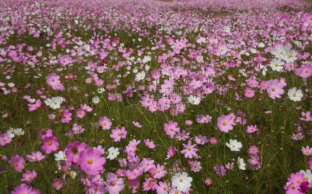 花丛中的粉色花朵