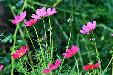 草丛中的粉色花朵