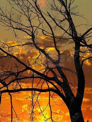 夕阳下的树木
