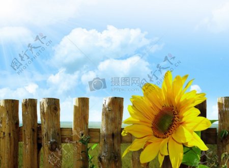 栅栏上的向日葵