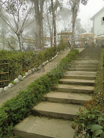 台阶上的绿植