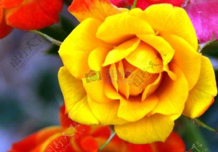 盛开的黄色玫瑰花