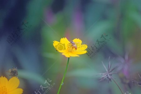 黄色花朵上采蜜的蜜蜂