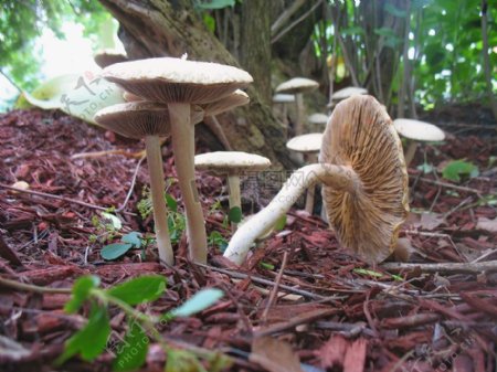 生长中的蘑菇
