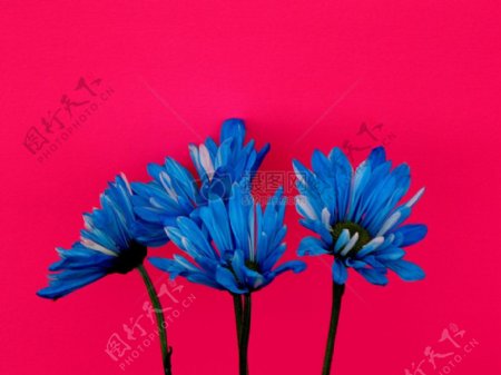 蓝色的菊花素材