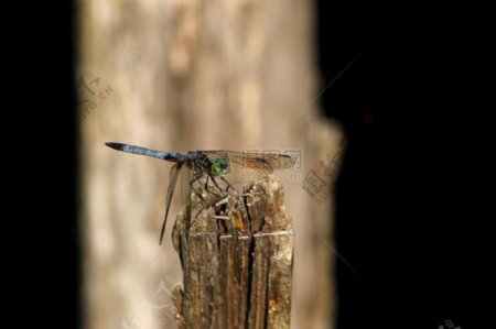 哈特曼公园dragonfly.JPG
