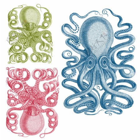 三种颜色的章鱼