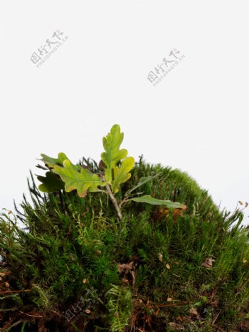 苔藓树叶图片