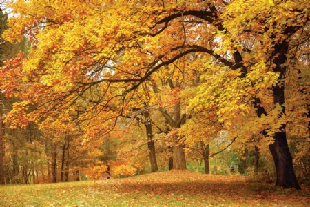 秋天的枫树免费下载