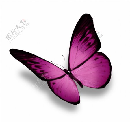 紫色蝴蝶摄影图片