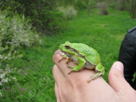 手指上的青蛙