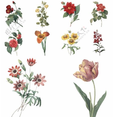 手绘复古植物花朵插画