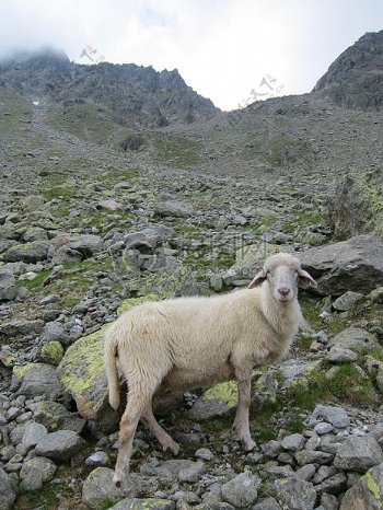 石头地上的羊
