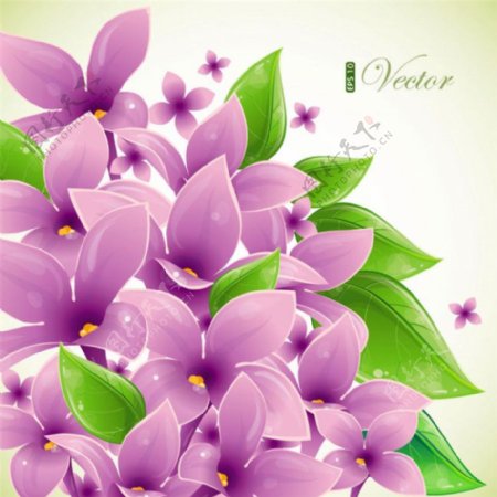 绿叶紫色花朵图片