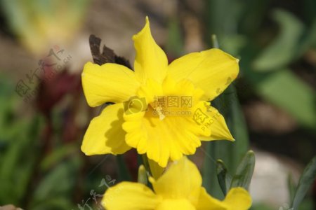 黄黄的鲜艳花朵
