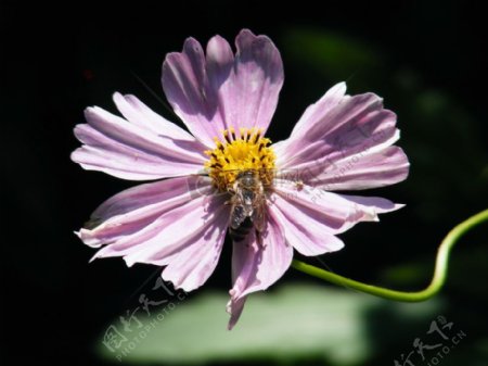 花朵上的昆虫