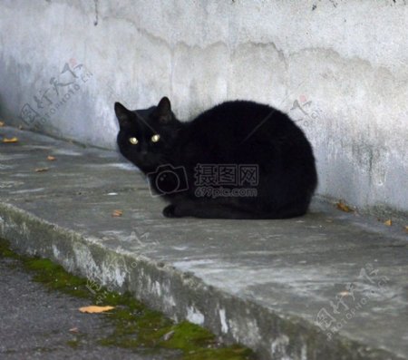 地上卧着的黑猫