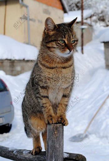木墩上站着的猫