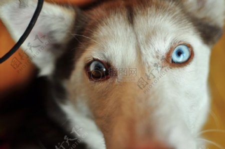 一对白色眼睛的狗