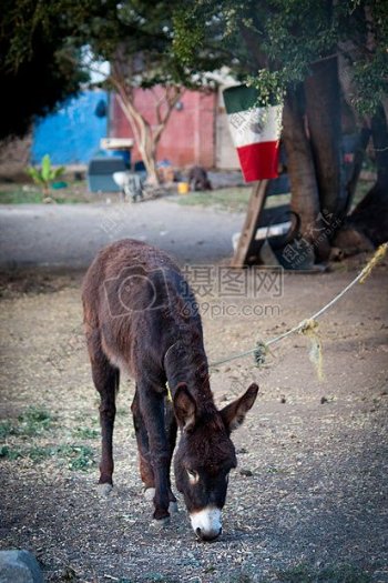 墨西哥驴