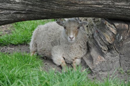 羊1