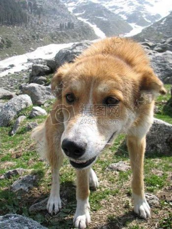 狗在冰川在喜马拉雅山脉印度1