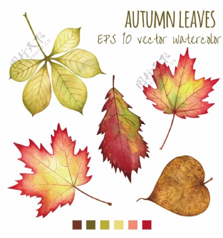 秋天的落叶矢量素材图片