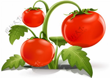 蔬菜西红柿插画