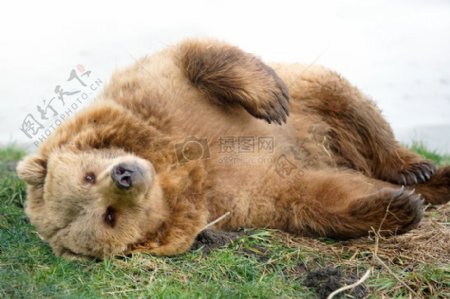 棕色的熊躺在草丛中