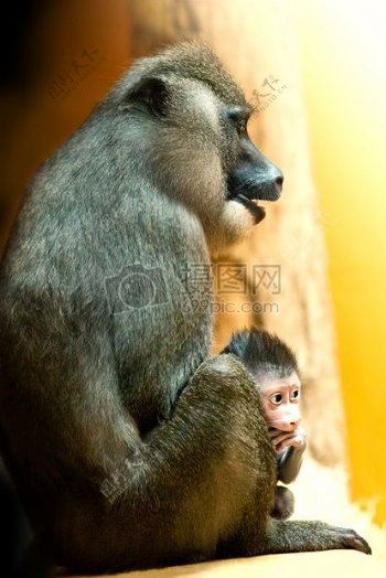 大猩猩妈妈和婴儿