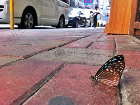 在香港的蝴蝶