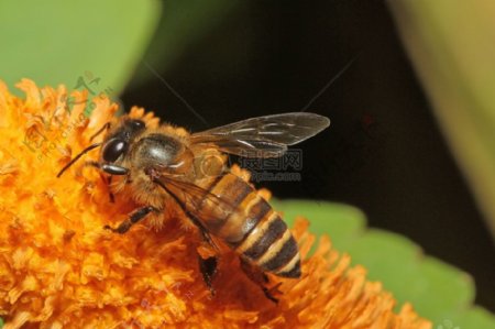 野生蜂蜜蜂S6