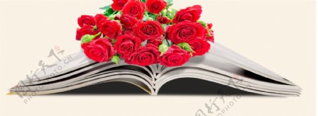 书本折页和玫瑰花